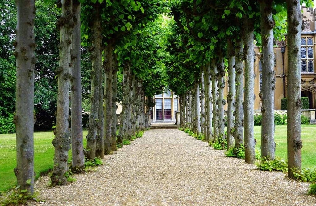 A path with trees on either side of it, crafted by a skilled paving contractor Hunterdon, offers a scenic route through Mercer County NJ & Bucks County PA.